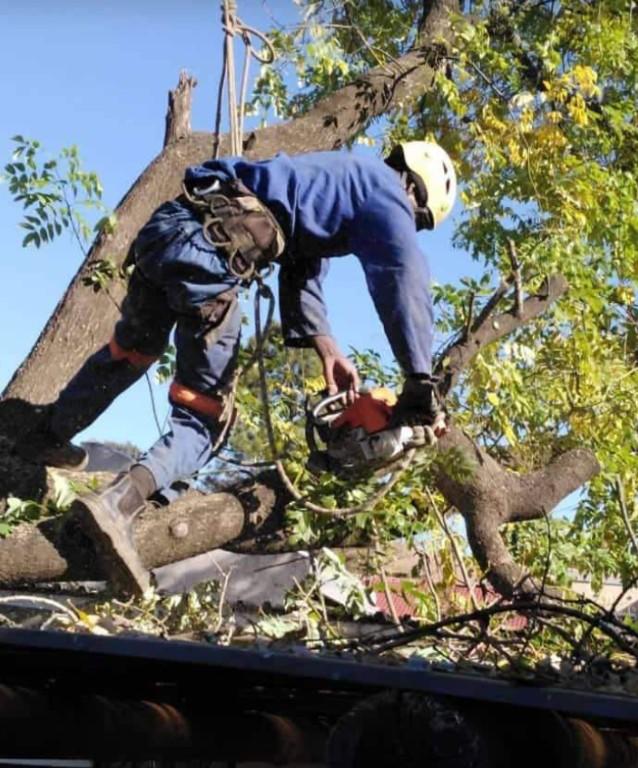 Tree removal specialists in Randburg - Image 3