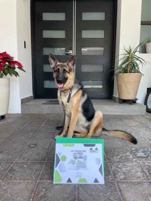 ADIESTRAMIENTO CANINO A DOMICILIO CDMX en Azcapotzalco - Imagen 1