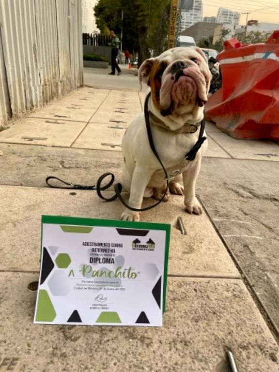 ADIESTRAMIENTO CANINO A DOMICILIO CDMX en Azcapotzalco - Imagen 3