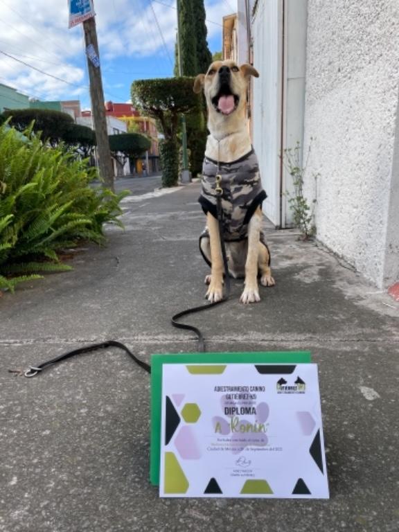 ADIESTRAMIENTO CANINO A DOMICILIO CDMX en Azcapotzalco - Imagen 5