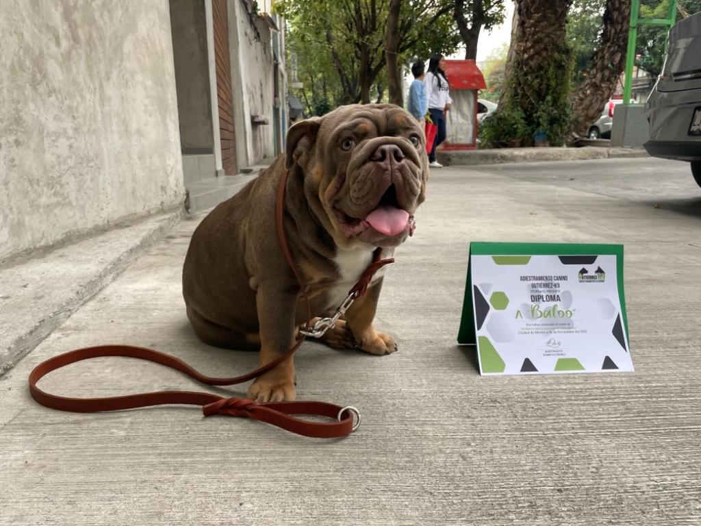 ADIESTRAMIENTO CANINO A DOMICILIO CDMX en Azcapotzalco - Imagen 6