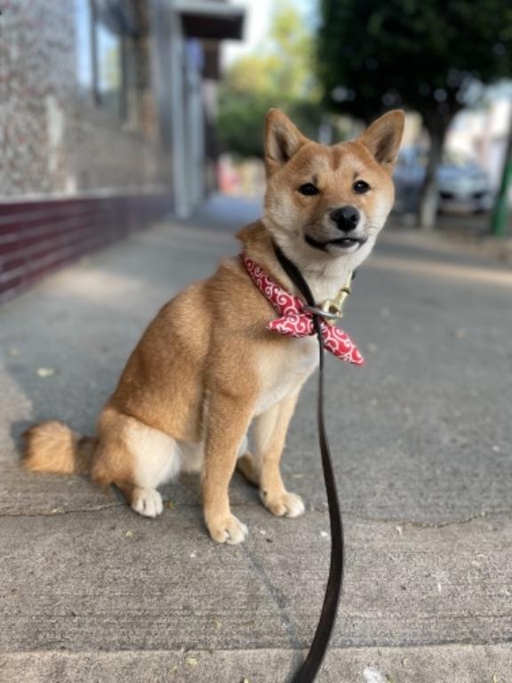 ADIESTRAMIENTO CANINO A DOMICILIO EN CDMX en Azcapotzalco - Imagen 1