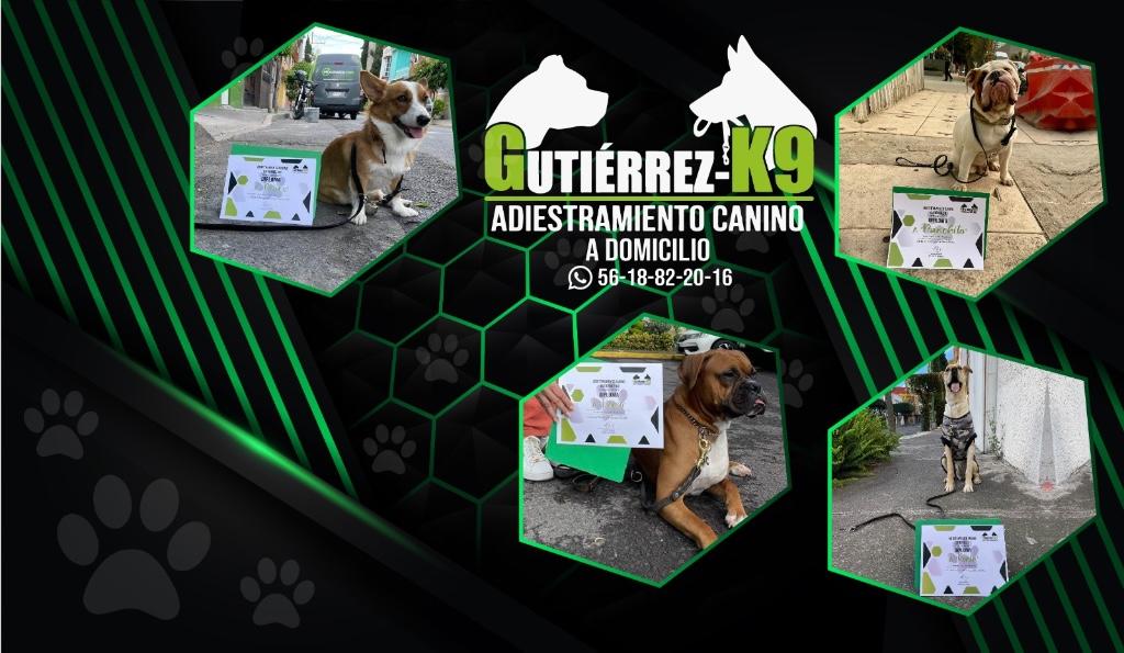 ADIESTRAMIENTO CANINO A DOMICILIO EN CDMX en Azcapotzalco - Imagen 2