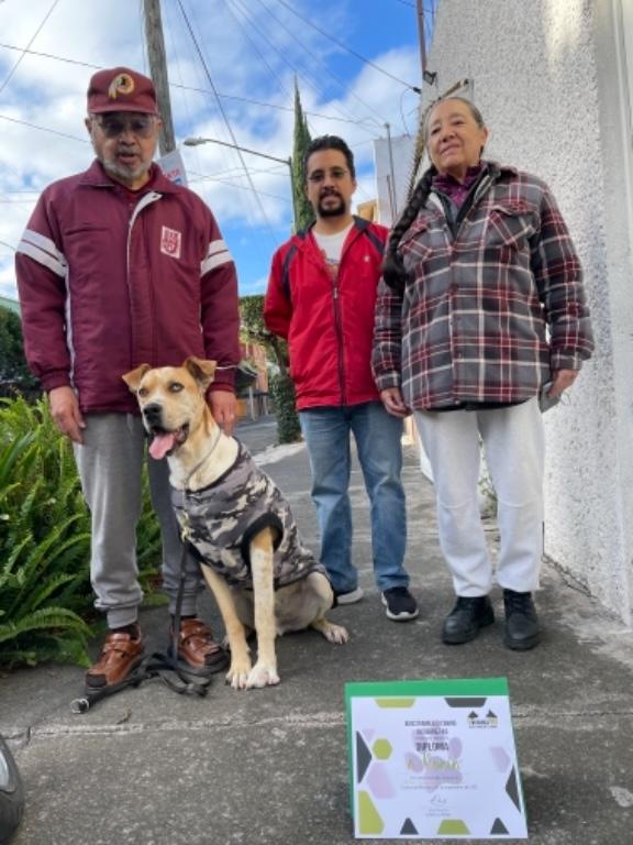 ADIESTRAMIENTO CANINO A DOMICILIO EN CDMX en Azcapotzalco - Imagen 5