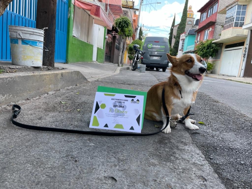 ADIESTRAMIENTO CANINO A DOMICILIO EN CDMX en Azcapotzalco - Imagen 6