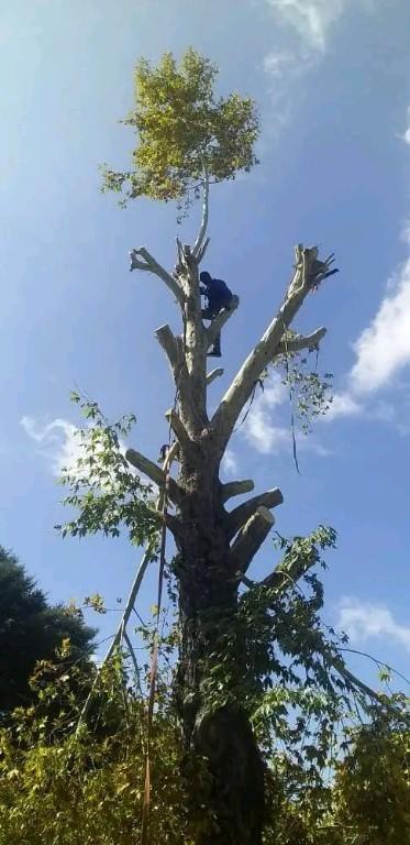 TREE FELLING and RUBBLE REMOVALS in Pinetown - Image 1