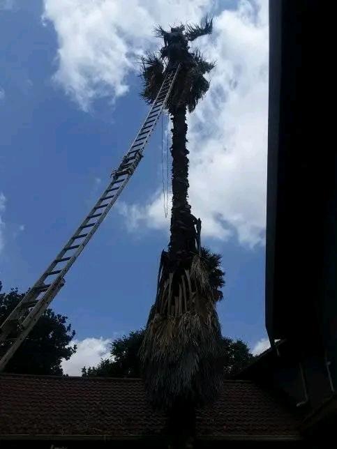 TREE FELLING and RUBBLE REMOVALS in Pinetown - Image 2