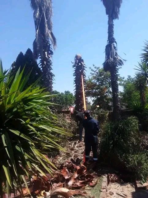 TREE FELLING and RUBBLE REMOVALS in Pinetown - Image 3