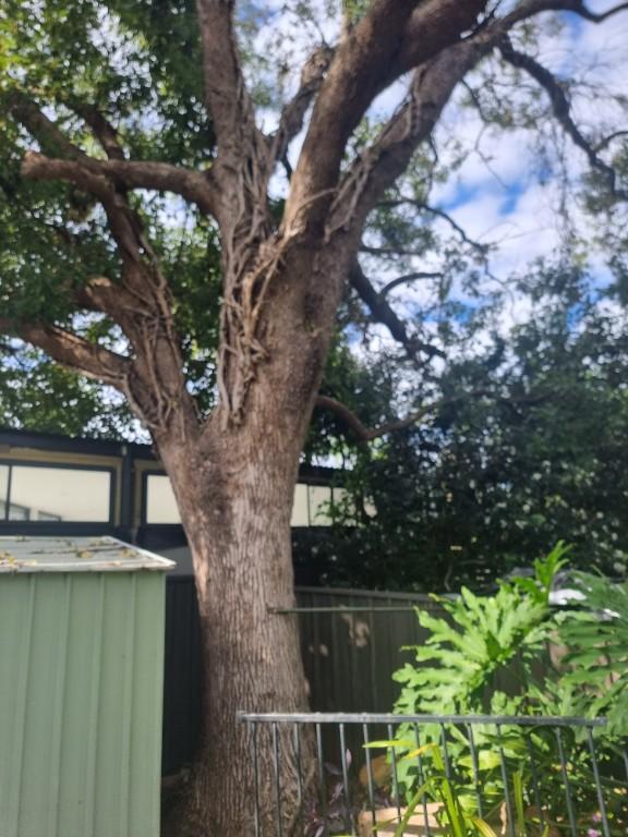 Stump Grinding tree pruning in Newtown - Image 1