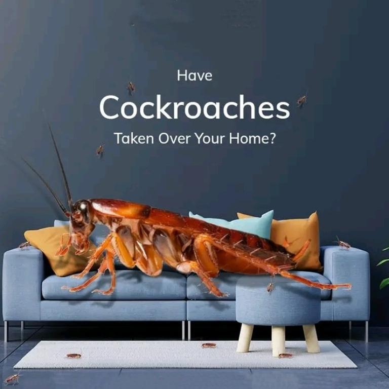 Pest control services in Kochi - Image 2