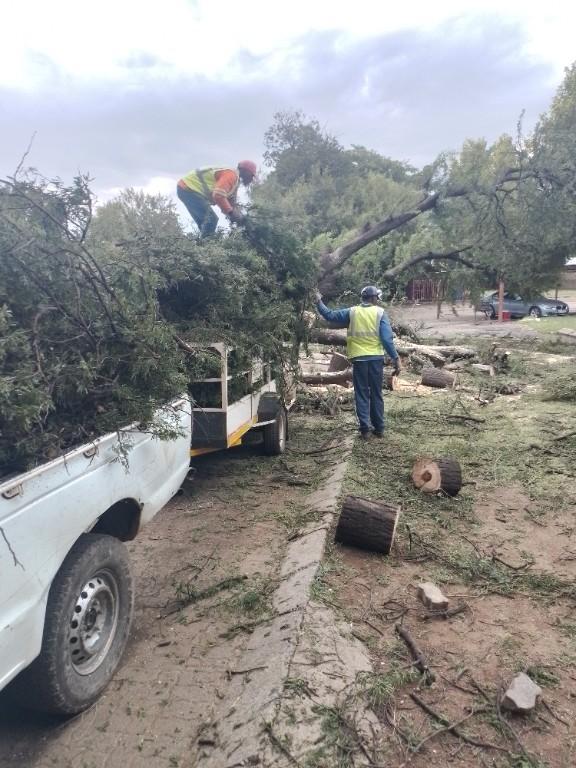 Tree felling and cleaning in Boksburg - Image 2
