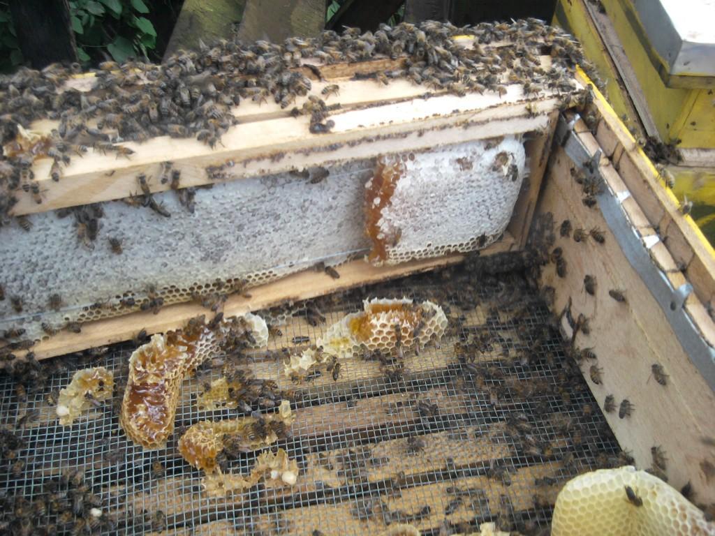 langstroth beehive in Ruiru - Image 3