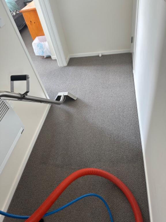 Carpet cleaning in Auckland - Image 2