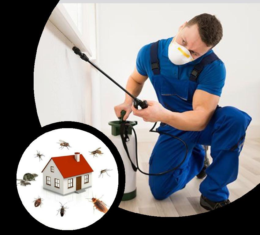 Noida's Expert Termite Eradication Service Provider in Kanpur - Image 1