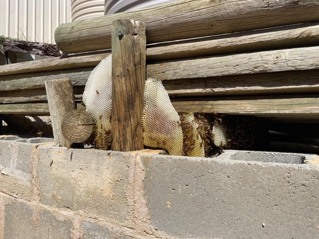 Bee Swarm removal in Nedlands - Image 2
