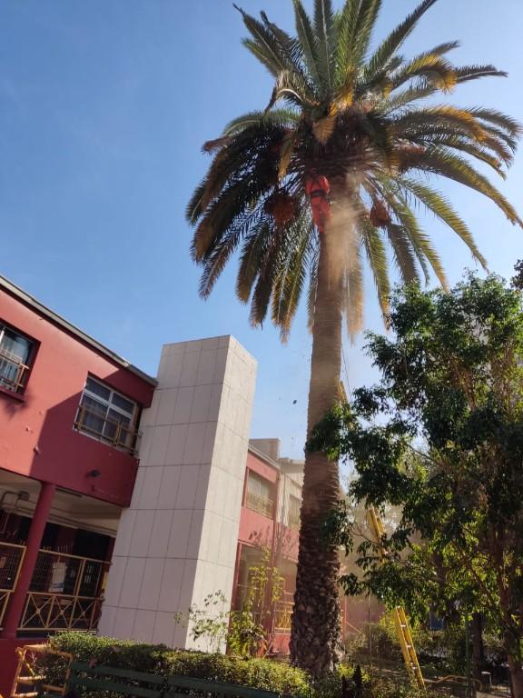 Corte de Árboles Riesgosos en Chile - Imagen 1