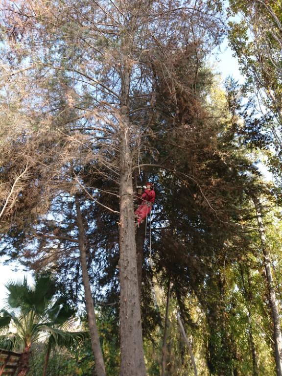 Corte de Árboles Riesgosos en Chile - Imagen 4