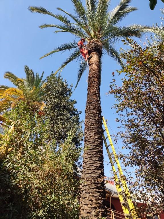 Corte de Árboles Riesgosos en Chile - Imagen 5