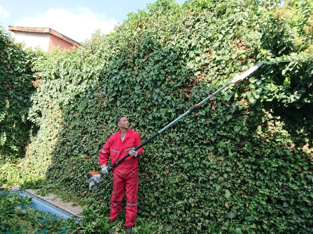 Corte de Árboles Riesgosos en Chile - Imagen 3