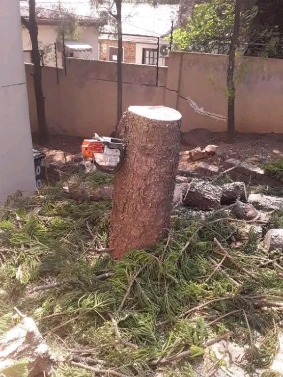 Roderick tree felling and rubble removal services – 29 in Randburg - Image 4
