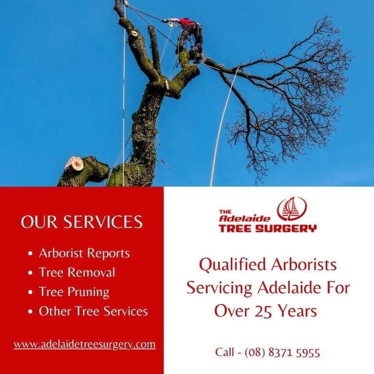 Best Tree Pruning Service in Adelaide in Thebarton - Image 1