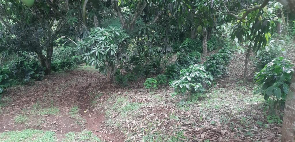 ESPECTACULAR FINCA EN ATENAS, ALAJUELA. en Grecia - Imagen 2