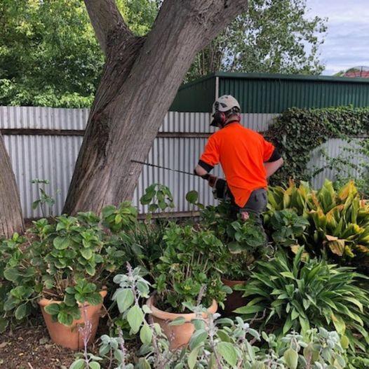 Best Tree Removal Experts in Adelaide in Klemzig - Image 1