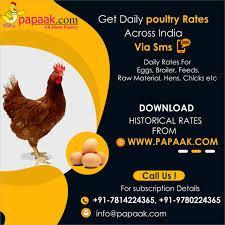 Get Daily Poultry Rates Across India via SMS in Karnal - Image 2