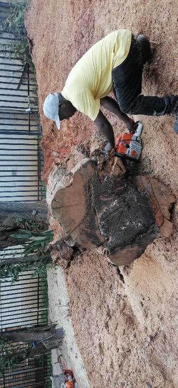 Elias Tree Felling Services in Randburg - Image 4