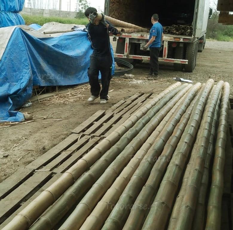Bambu Natural, Cañas de Bambu en La Florida - Imagen 7