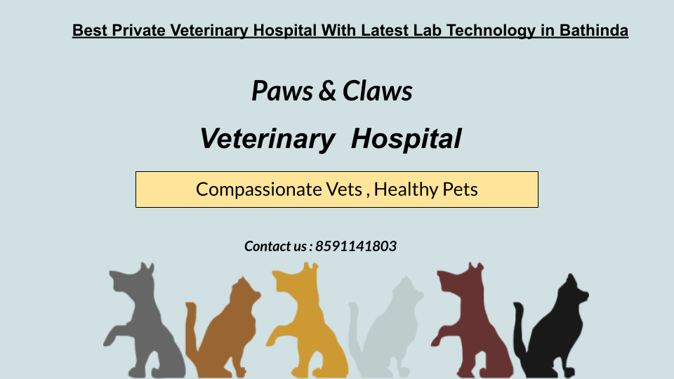 Best Private Veterinary Hospital With Latest Lab Technology in Bathinda - Image 1