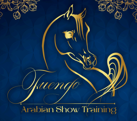 Fuengo Arabian Show Training en Lalín - Imagen 1