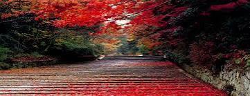 Fresh yourself by Nature Tour packages in Ranikhet in Bhavnagar - Image 9