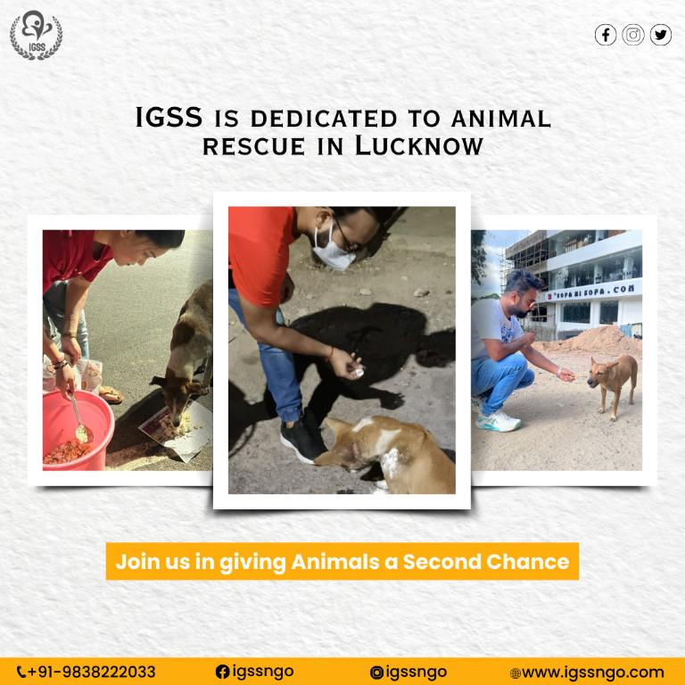 Make a Difference with Pet Rescue in Lucknow – IGSS in Lucknow - Image 1