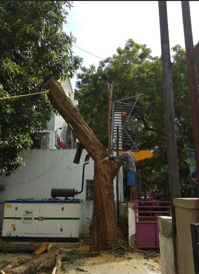 Selvaraj Tree Cutting Service |Coconut Tree Cutting Service in Vepery - Image 3