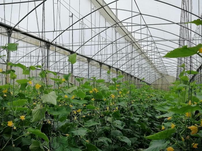 FINCA DE PRODUCCION EN LA LEONOR SANTIAGO RODRIGUEZ en Sabaneta - Imagen 11