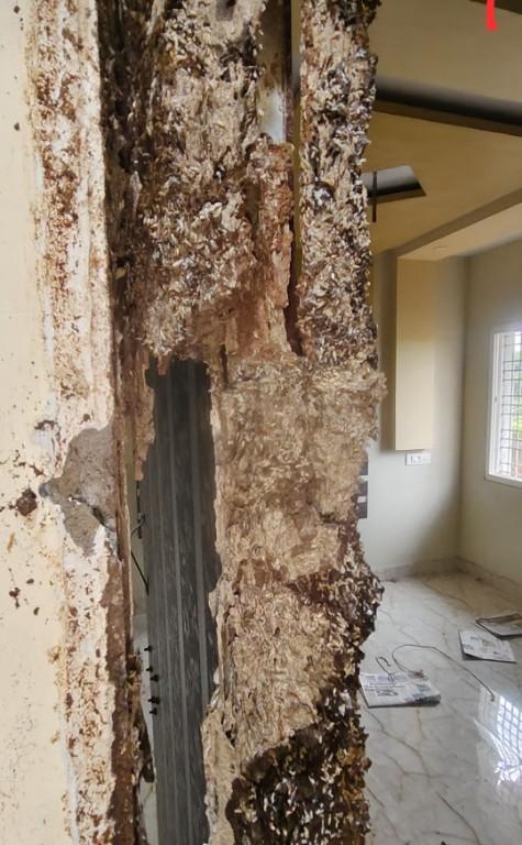 Pest control services in Visakhapatnam - Image 1