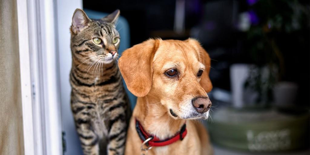 Understanding Pet Insurance A Complete Guide for Pet Owners in Vasant Kunj - Image 1