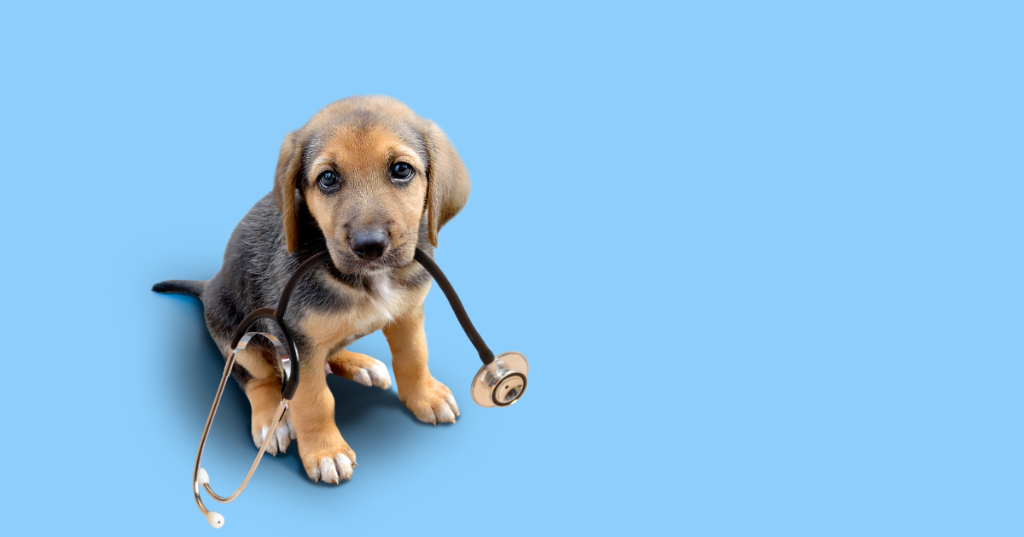 Understanding Pet Insurance A Complete Guide for Pet Owners in Vasant Kunj - Image 2
