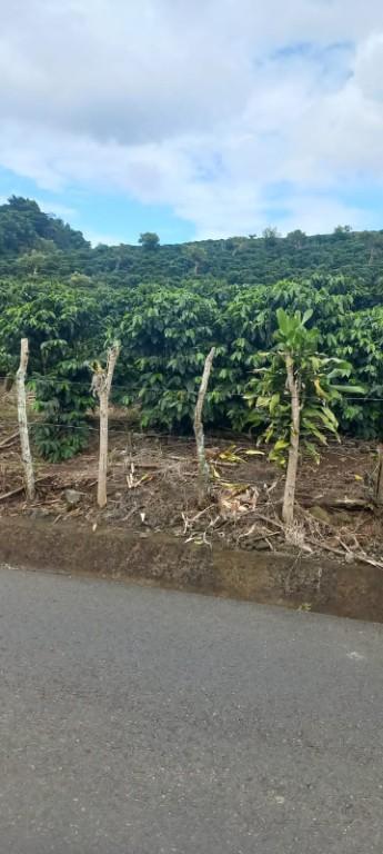 SE VENDE ESPECTACULAR FINCA EN HEREDIA. en Vázquez de Coronado - Imagen 3