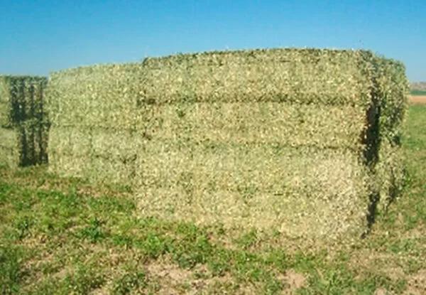 ALFALFA EN RAMA en Alcázar de San Juan - Imagen 2