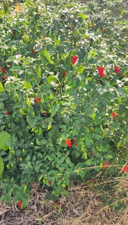 Home & Container Garden consultancy & set-up in Accra - Image 7