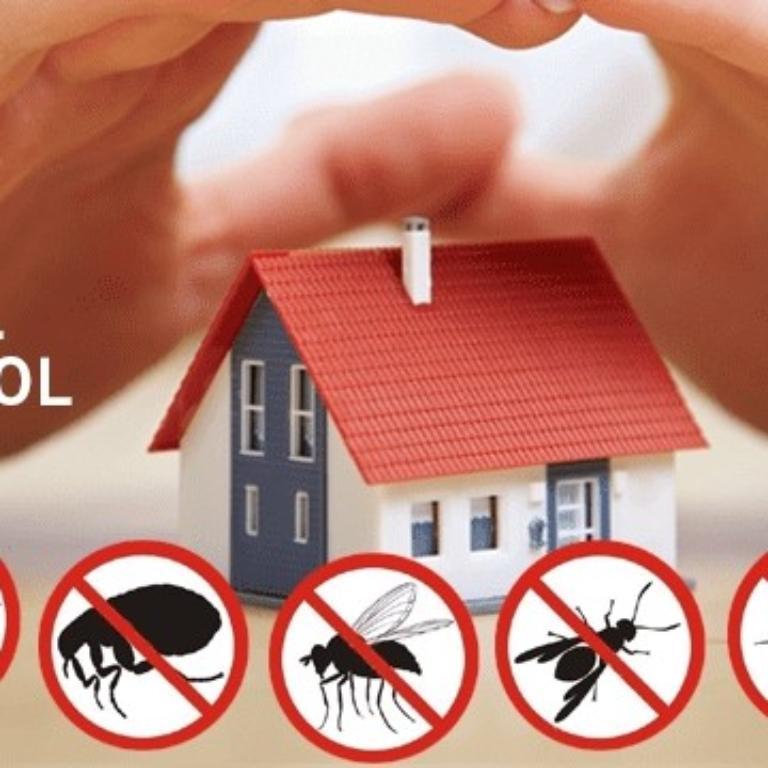 Pest control service in Chennai - Image 3