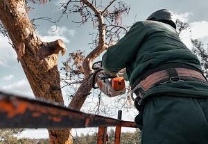 Monterey Park Tree Service in Montebello - Image 1