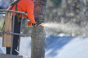Monterey Park Tree Service in Montebello - Image 2