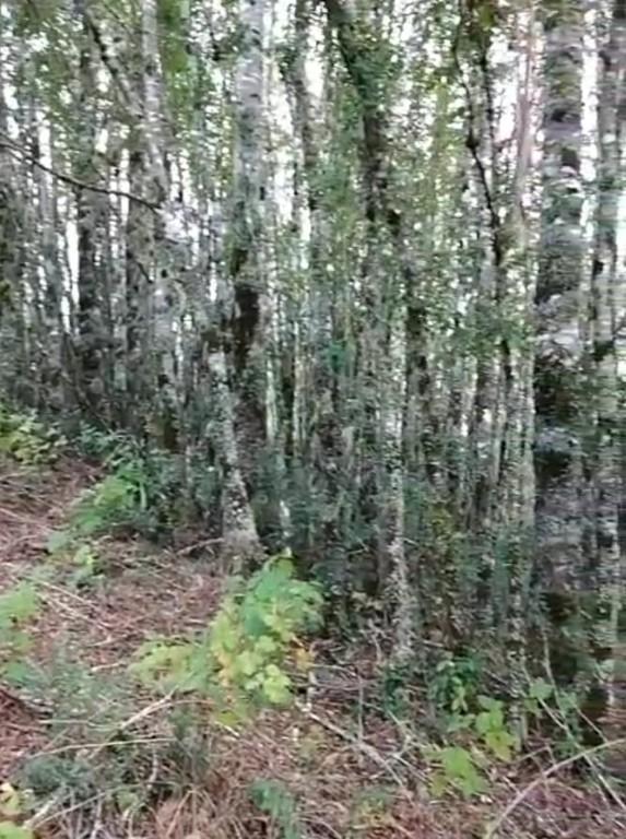 PARCELA DE 3,18 HAS LOTEADA EN 5 LOTES CON ROLES PROPIOS en Valdivia - Imagen 3