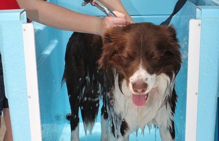 Hydrotherapy Bath In Goa in Delhi - Image 1