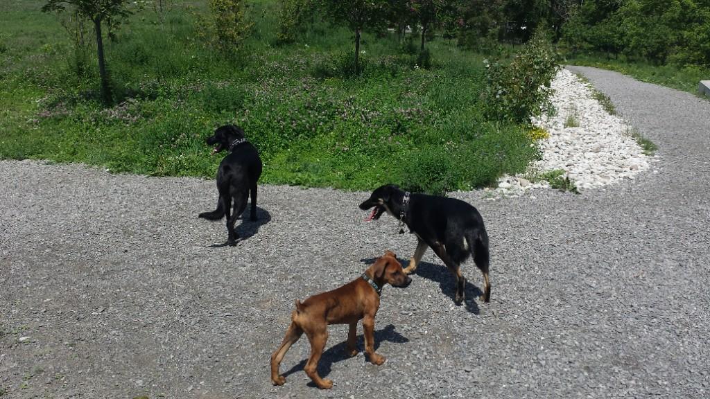 Expert Dog Training & Consultations – Humane, Positive, a in Welland - Image 4