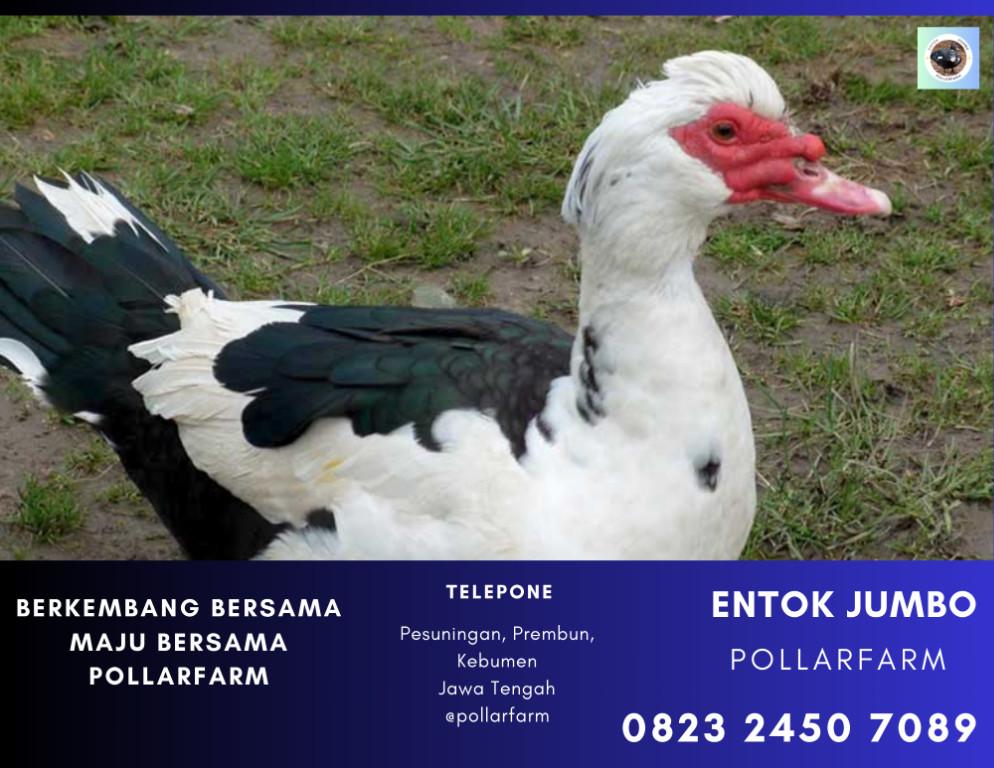 0823 2450 7089 ( Tsel ) Siap Potong Entok Rambon Super, Entok R in Yogyakarta - Image 2