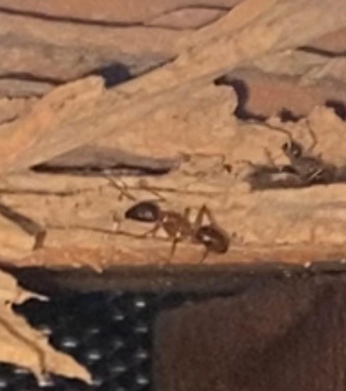 St George Pest Control in Rozelle - Image 1